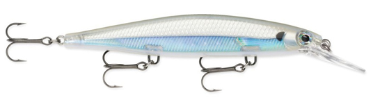 (AS) Albino Shiner